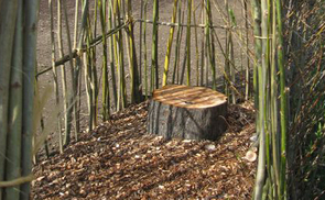 Bibelgarten