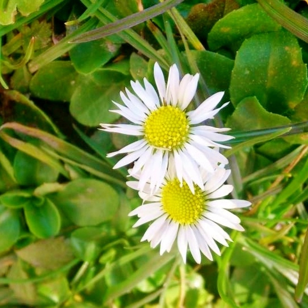 Blume / Elena Gratzer