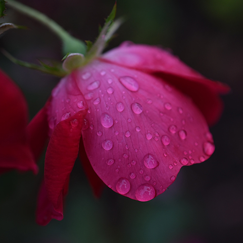 Rose mit Tropfen