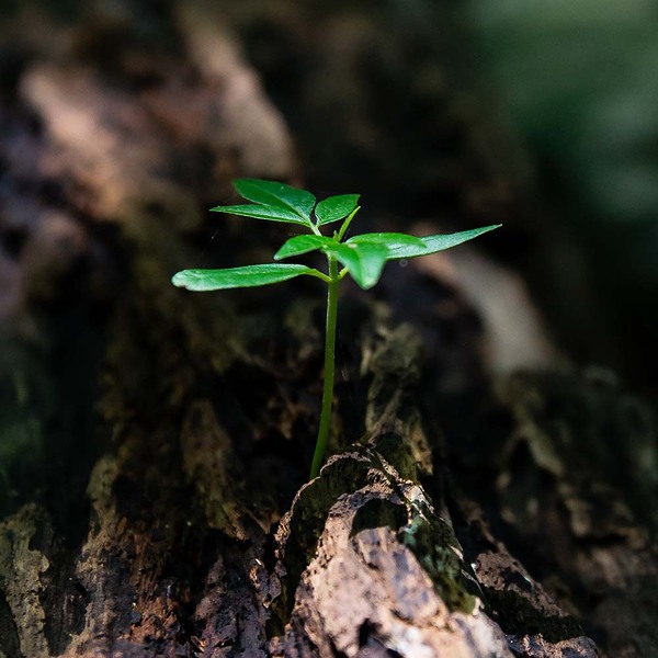 Tägliches Gebet für den Frieden / © David Alberto Carmona Coto / Pexels.com Tägliches Gebet für den Frieden